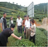 在茶叶上应用方法