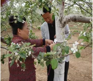 在苹果上应用方法